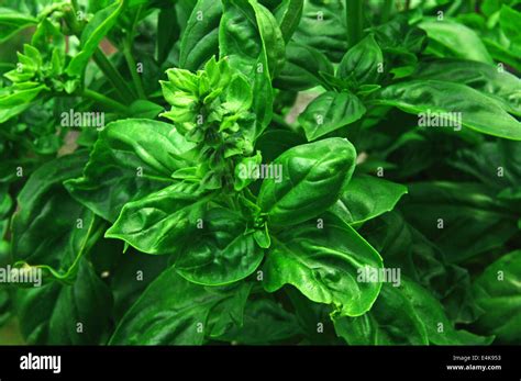 Basil Ocimum Basilicum Stock Photo Alamy