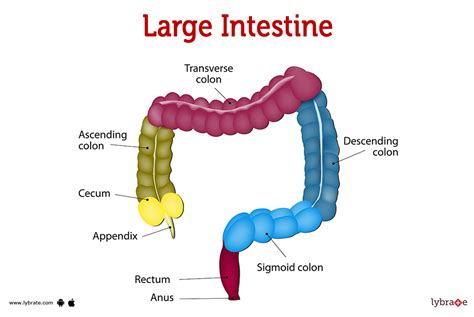 large intestine  small intestine small intestine large intestine