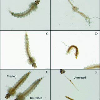 Fourth instar larvae reared in organic fertiliser and untreated... | Download Scientific Diagram