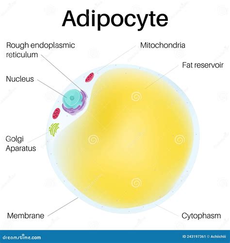 Adipose Cell Adipocytes Are Fascinating Cells Stock Vector