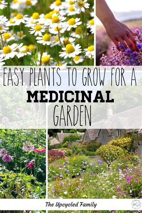 Medicinal Wild Plants Medicinal Herbs Garden Herbal Plants Planting