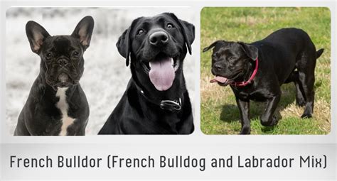 French Bulldog Lab Mix