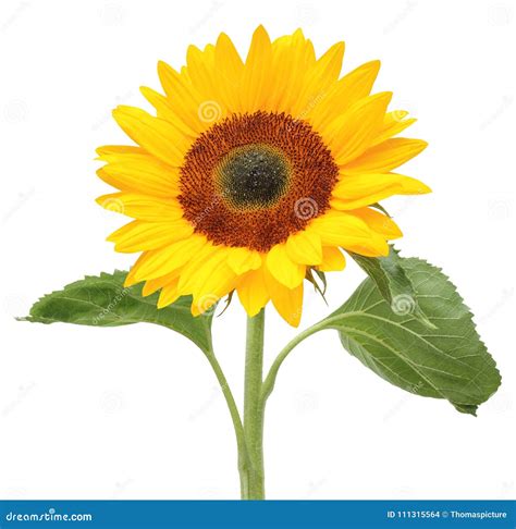Sunflower Helianthus Annuus Detail Stock Photography
