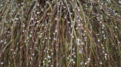 How To Plant Grow And Care For Pussy Willow Salix Spp