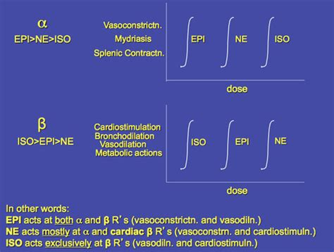 Bod Quiz 1 Alpha And Beta Receptors Flashcards Quizlet