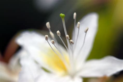 Close Up Gambar Fotografi Kepala Bunga Gunung Putih Menunjukkan Benang