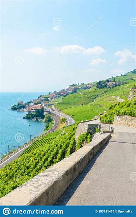 Vertical Picture Of Beautiful Terraced Vineyards In Lavaux Wine Region