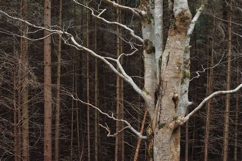 Naked Forest Torr Mor Wester Ross Scotland Transient Light