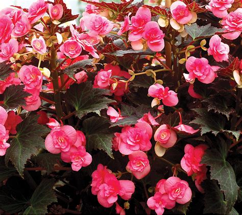 Бегония грандифлора - 67 фото