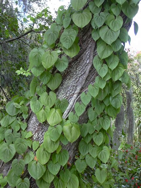 Dioscorea bulbifera - UF/IFAS Assessment - University of Florida, Institute of Food and ...