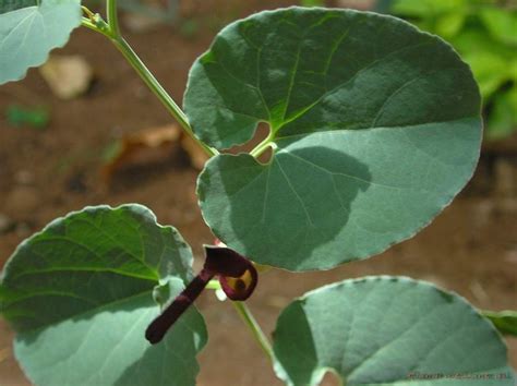 Kitamari Aristolochia Bracteata Medicinal Uses And Pharmacology