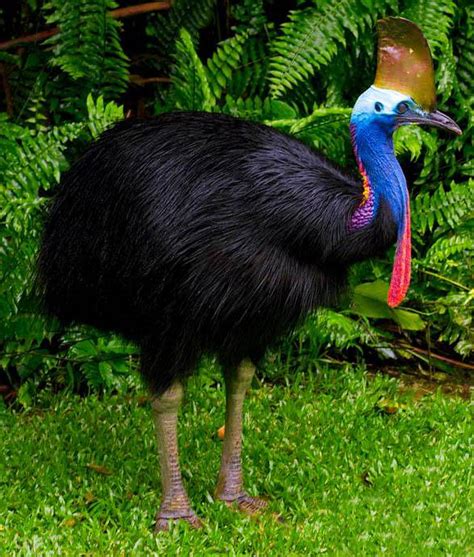 Cassowary Information