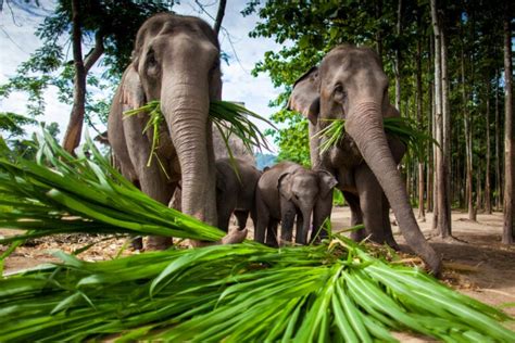 What Do Elephants Eat The Truth About Their Diet Revealed