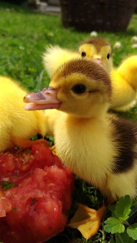 Can Baby Ducks Eat Cottage Cheese at Samantha Tomlinson blog