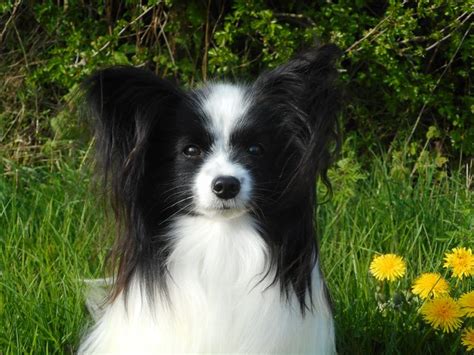 Adorable Papillon Dog Photo Mickey The Goldmali Joyride