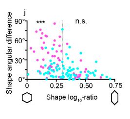 Actomyosin-driven tension at compartmental boundaries orients cell ...