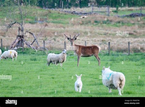 Sheep Scotland Highlands Scotland Hi Res Stock Photography And Images