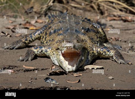 Basking American Crocodile Costa Rica Stock Photo Alamy