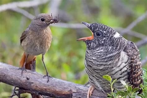 Fakta Unik Seputar Kedasih Burung Mengerikan Yang Kicauannya Identik