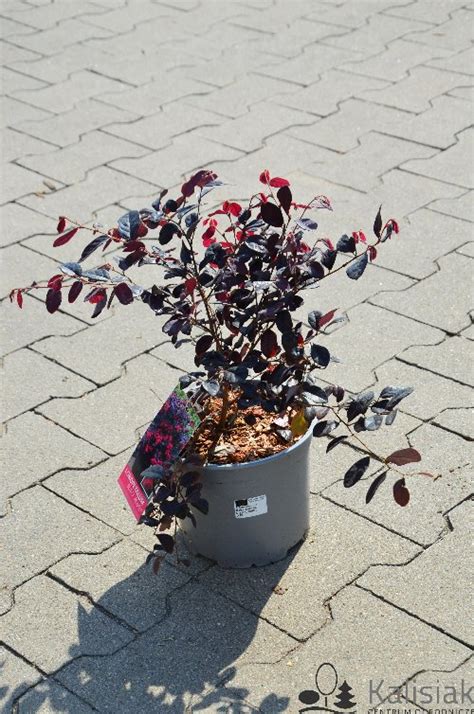 Loropetalum chinense Black Pearl Loropetalum chińskie