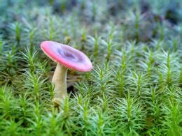 40 Types Of Edible Mushrooms To Explore