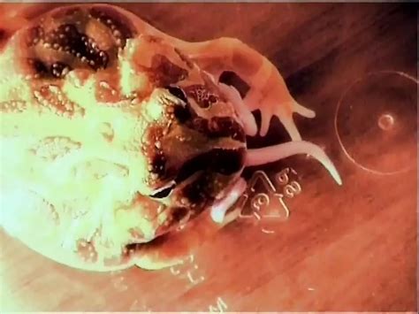 Lei Non Sapeva Amateur Amateur Porn Feat Celia Blanco Xhamster