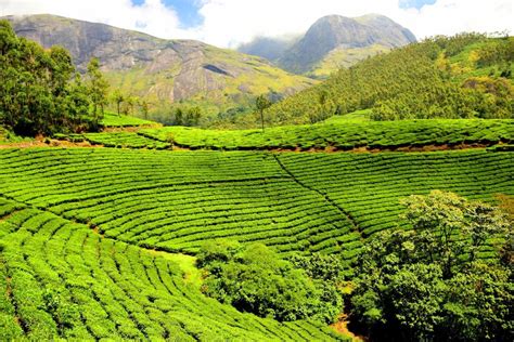 Lush Green Tea Gardens Of Assam The Hidden India