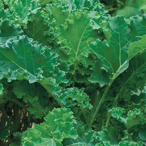Organic Kale Seeds Siberian Mckenzie Seeds