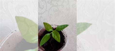 Рассада купить в Нижнем Новгороде | Товары для дома и дачи | Авито