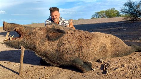 Un Jabalí De 180 Kilos Destroza Cultivos Y Rompe Cercas Para Cubrir A