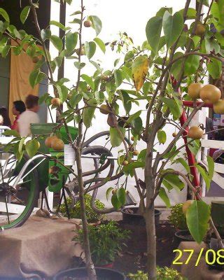 Pacific Porn Pics Pictoa