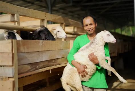 Jelang Idul Adha Ini Daftar Harga Sapi Dan Kambing Kurban