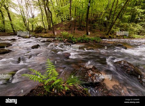 brook  forest stock photo alamy