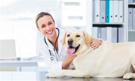 Comprehensive Pet Insurance Coverage | Find The Best Plan For Your Pet