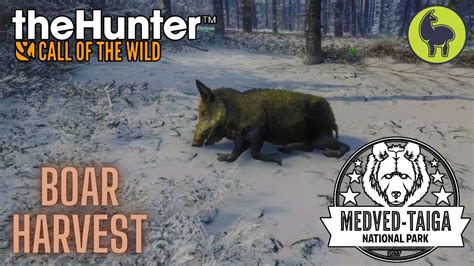 Boar Harvest Medved Taiga TheHunter Call Of The Wild PS5 4K YouTube