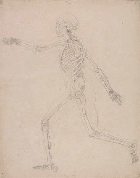 A Comparative Anatomical Exposition Of The Structure Of The Human Body