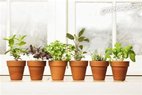 Зелень на подоконнике: что выращивать на балконе зимой, как садить