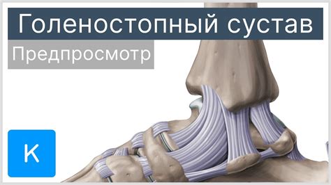 Голеностопный сустав: анатомия и патология