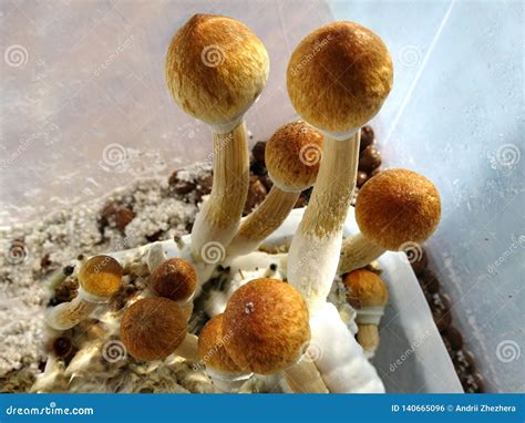 Cubensis De Psilocybe Cogumelos M Gicos Foto De Stock Imagem De