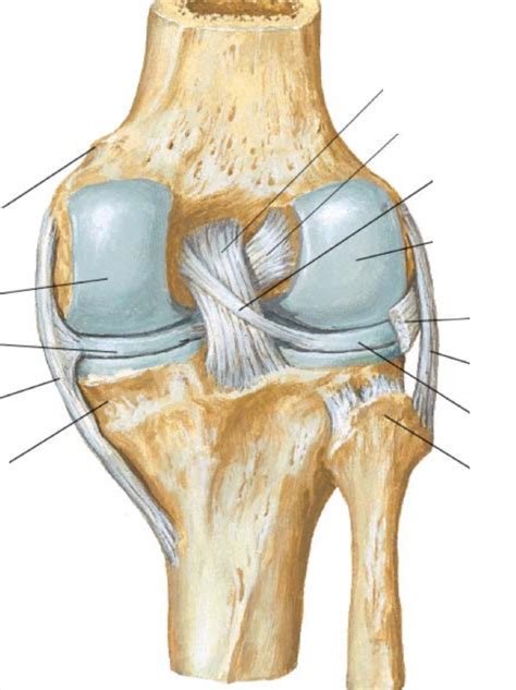 Posterior View Of Knee Diagram Quizlet