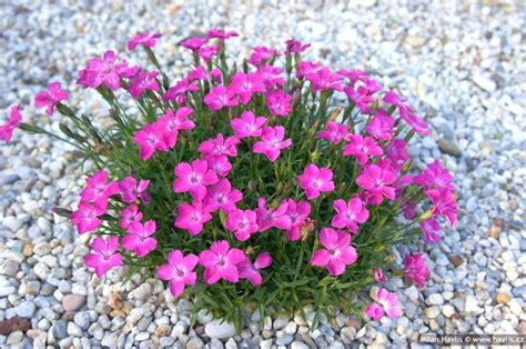 Hybrid Pink Kahori Dianthus X Hybrida Fiori Primavera