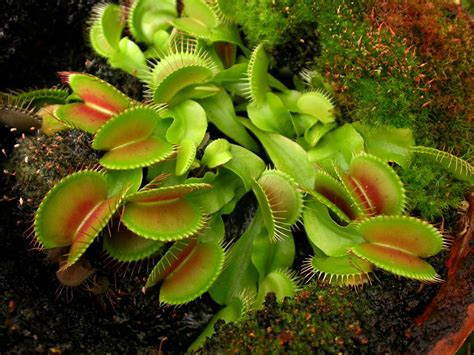 Хищное растение Дионея: masterok — LiveJournal