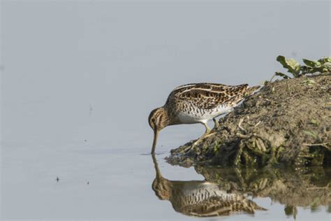 Frogs Change Sex Even In Natural Settings The Wildlife Society