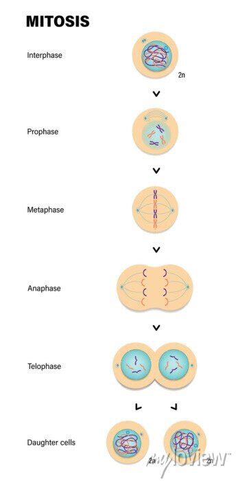 Stages Of Mitosis Prophase Metaphase Anaphase And Telophase Wall