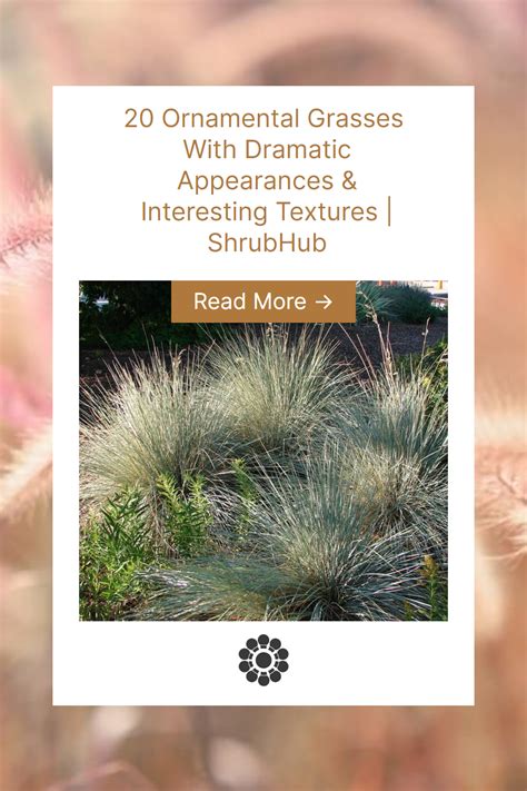 20 Ornamental Grasses Dramatic Appearances And Textures
