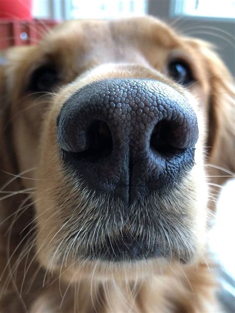 How Powerful Is A Dogs Nose