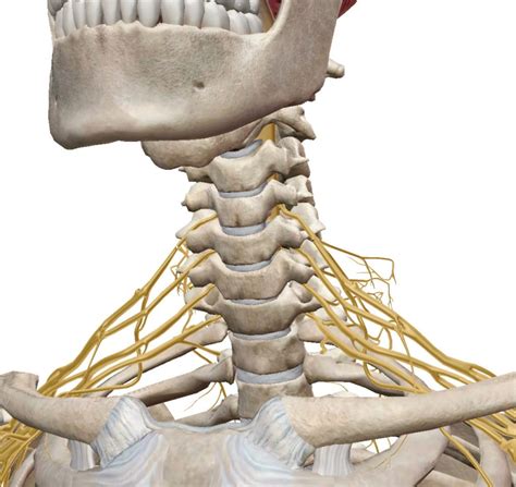 Trapped Nerve The Osteopath