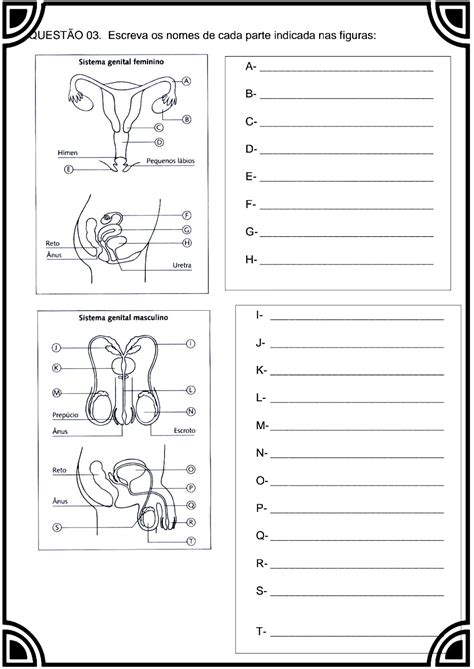 Exercicios Sobre Sistema Reprodutor Masculino E Feminino