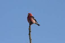 House finch - song / call / voice / sound.
