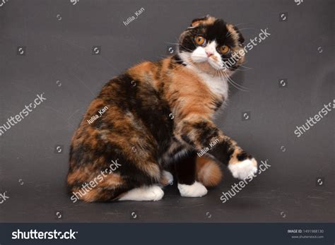 Scottish Fold Purebreed Female Calico Color Stock Photo 1491988130